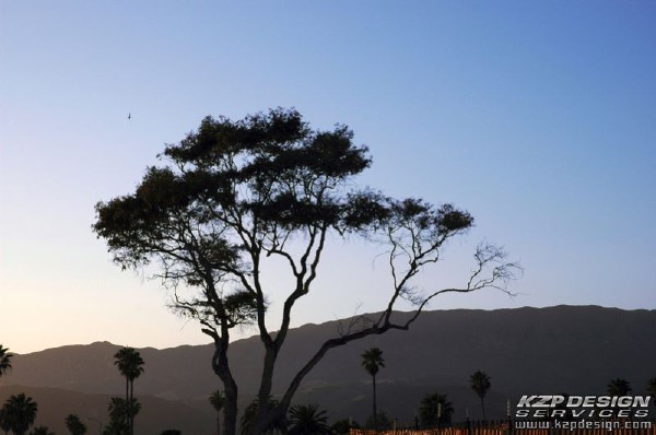 Lifestyle: Photo 15 (LoneTree.jpg, 600 x 398, 54.8K) 