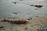 Photo 18 (Kelp.jpg, 800 x 531, 63.9K) 