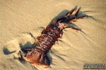 Photo 21 (SanBarb-Lobster.jpg, 800 x 533, 117.2K) 