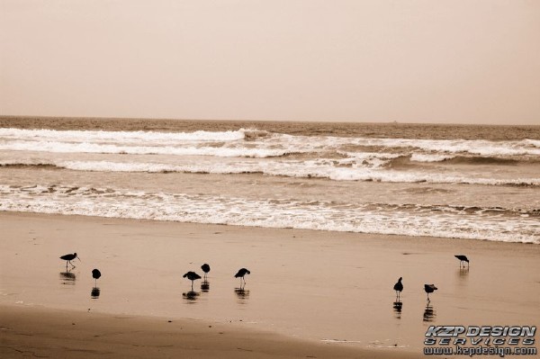 Tropical: Photo 2 (DSC_0063.jpg, 600 x 399, 52.6K) 