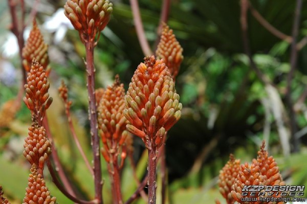 Tropical: Photo 3 (DSC_0228.jpg, 600 x 399, 102.5K) 