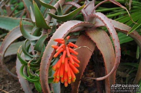 Tropical: Photo 4 (DSC_0313.jpg, 600 x 399, 108.8K) 