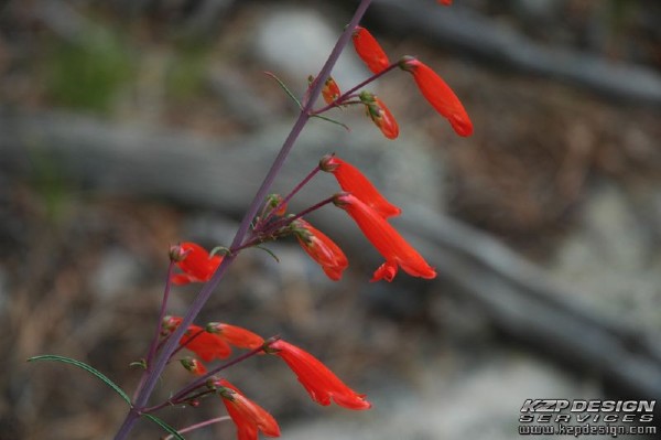 Tropical: Photo 5 (DSC_0815.jpg, 600 x 399, 66.4K) 