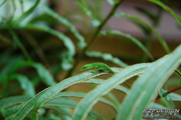 Tropical: Photo 8 (DSC_1537.jpg, 600 x 399, 46.9K) 