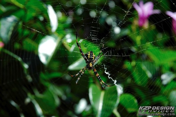 Tropical: Photo 10 (DSC_1636.jpg, 600 x 399, 68.5K) 