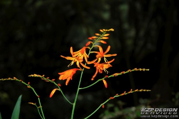 Tropical: Photo 11 (DSC_1661.jpg, 600 x 399, 70.7K) 