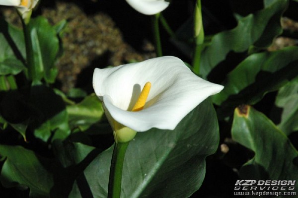 Tropical: Photo 16 (DSC_62.jpg, 600 x 399, 83.1K) 