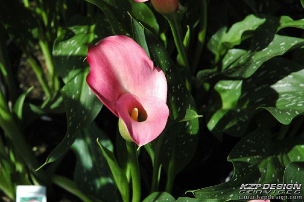 Tropical: Photo 17 (DSC_72.jpg, 600 x 399, 97.0K) 