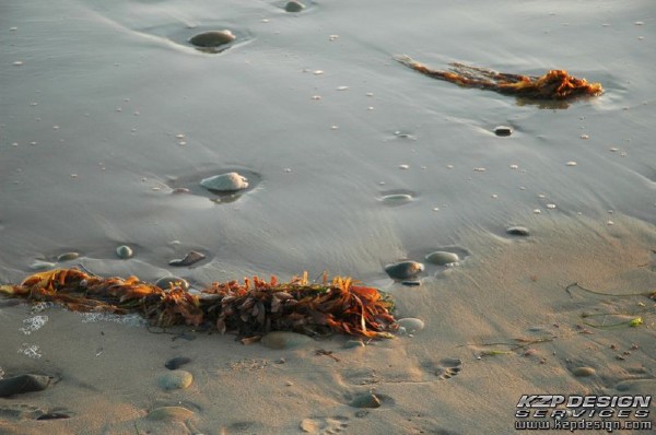 Tropical: Photo 18 (Kelp.jpg, 600 x 398, 63.9K) 