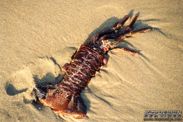 Tropical: Photo 21 (SanBarb-Lobster.jpg, 600 x 400, 117.2K) 