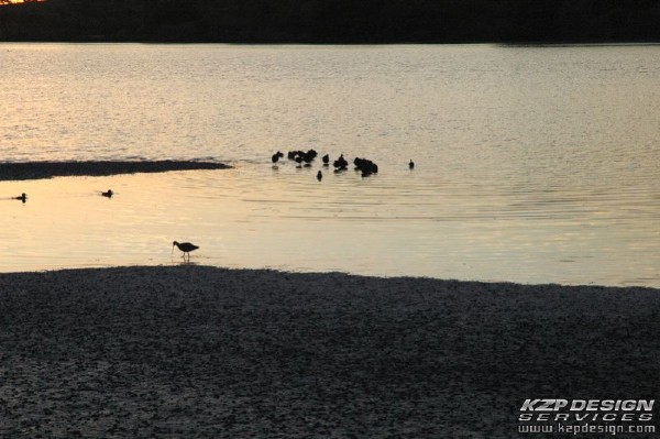 Tropical: Photo 19 (SandPiper.jpg, 600 x 399, 75.2K) 